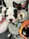 French Bulldog Puppies for sale in Old Towne, Orange, CA 92866, USA. price: NA