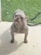 French Bulldog Puppies for sale in Menomonee Falls, WI 53051, USA. price: $6,000