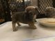 French Bulldog Puppies for sale in Jackson, GA 30233, USA. price: $4,500