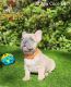 French Bulldog Puppies for sale in Conroe, TX, USA. price: $5,000