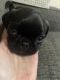 French Bulldog Puppies for sale in Burton, MI, USA. price: $1,200