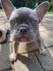 French Bulldog Puppies for sale in Montvale, NJ 07645, USA. price: NA