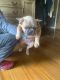 French Bulldog Puppies for sale in Zion Township, IL 60099, USA. price: $3,500