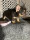 French Bulldog Puppies for sale in Zion Township, IL 60099, USA. price: $5,000