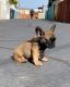 French Bulldog Puppies for sale in Oxnard, CA, USA. price: $1,000