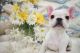 French Bulldog Puppies for sale in Tucson, AZ, USA. price: NA