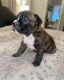 French Bulldog Puppies for sale in Stanfield, NC 28163, USA. price: NA