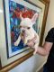 French Bulldog Puppies for sale in Dadeland, Kendall, FL 33156, USA. price: $2,000