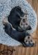 French Bulldog Puppies for sale in Huddleston, VA 24104, USA. price: NA