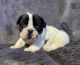 French Bulldog Puppies for sale in Caulfield, MO 65626, USA. price: NA