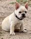 French Bulldog Puppies for sale in Richmond, TX, USA. price: $5,000