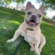 French Bulldog Puppies for sale in Sunnyvale, CA, USA. price: $3,500