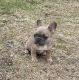 French Bulldog Puppies for sale in Copperas Cove, TX, USA. price: $1,600