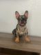 French Bulldog Puppies for sale in Lake Elsinore, CA 92530, USA. price: NA