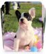French Bulldog Puppies for sale in Oologah, OK 74053, USA. price: NA