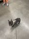 French Bulldog Puppies for sale in Bronx, NY, USA. price: $3,000
