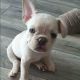 French Bulldog Puppies for sale in Douglas, AZ 85607, USA. price: NA