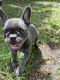 French Bulldog Puppies for sale in Sunny Isles Beach, FL 33160, USA. price: $5,000