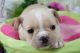 French Bulldog Puppies for sale in Bethlehem, PA, USA. price: NA