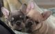 French Bulldog Puppies for sale in Canby, OR 97013, USA. price: NA