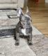 French Bulldog Puppies for sale in Georgetown, DE 19947, USA. price: $5,000