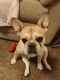 French Bulldog Puppies for sale in Beavercreek, OH 45430, USA. price: $3,500