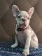 French Bulldog Puppies for sale in Naples, FL, USA. price: $3,000