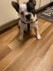 French Bulldog Puppies for sale in Clackamas, OR, USA. price: $2,500