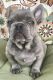 French Bulldog Puppies for sale in 4023 Justine Dr, Annandale, VA 22003, USA. price: NA