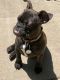 French Bulldog Puppies for sale in Denison, TX, USA. price: NA
