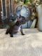 French Bulldog Puppies for sale in Elk Grove, CA, USA. price: NA
