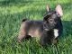 French Bulldog Puppies for sale in Roanoke, VA, USA. price: $3,500