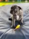 French Bulldog Puppies for sale in Miramar, FL 33023, USA. price: NA
