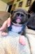 French Bulldog Puppies for sale in Winlock, WA 98596, USA. price: $2,500