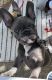 French Bulldog Puppies for sale in Folsom, CA 95630, USA. price: $4,000