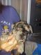 French Bulldog Puppies for sale in Waterloo, NY 13165, USA. price: NA