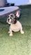 French Bulldog Puppies for sale in Yuma, AZ, USA. price: $3,000
