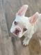 French Bulldog Puppies for sale in Orange Park, FL 32003, USA. price: $8,300