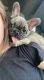 French Bulldog Puppies for sale in Gaston, SC 29053, USA. price: NA