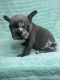 French Bulldog Puppies for sale in Chesapeake, VA 23321, USA. price: $3,800