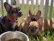 French Bulldog Puppies for sale in Rancho Cucamonga, CA, USA. price: $2,500