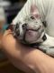 French Bulldog Puppies for sale in Bolingbrook, IL, USA. price: $5,000