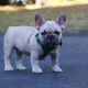 French Bulldog Puppies for sale in Pittsburgh, PA, USA. price: NA