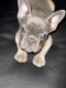 French Bulldog Puppies for sale in Scottsdale, AZ, USA. price: $4,200