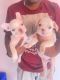 French Bulldog Puppies for sale in PSK Naidu Rd, Doddigunta, Cox Town, Bengaluru, Karnataka, India. price: 25000 INR