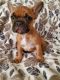 French Bulldog Puppies for sale in Billings, MT, USA. price: $4,000