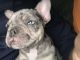 French Bulldog Puppies for sale in Killeen, TX, USA. price: $5,000