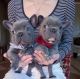 French Bulldog Puppies for sale in US-50, Fallon, NV, USA. price: NA