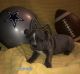 French Bulldog Puppies for sale in Granbury, TX 76049, USA. price: $3,500