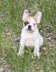 French Bulldog Puppies for sale in Crystal River, FL, USA. price: $3,500